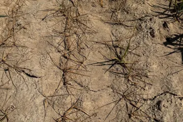 Česko zasáhlo sucho, situace se jen tak nezlepší. Na Slovensku je ještě hůř