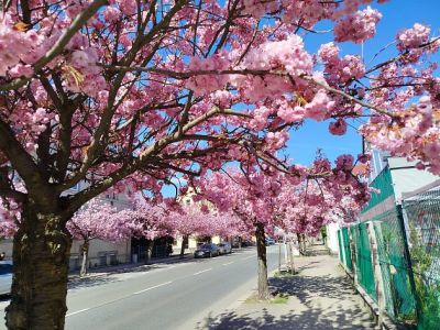 Růžový sen. Rozkvetlé sakury v Liberci lákají fotografy i turisty