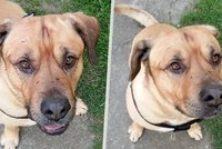 Pes pokousal hocha (5) v obýváku: Zvrat v případu! Zvíře bylo týrané?