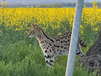 Konec dobrodružství. Uprchlého servala odchytili ve firmě u brandýského nádraží