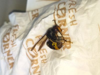 V Česku se znovu objevila nebezpečná sršeň asijská. Zaznamenali ji u Rozvadova